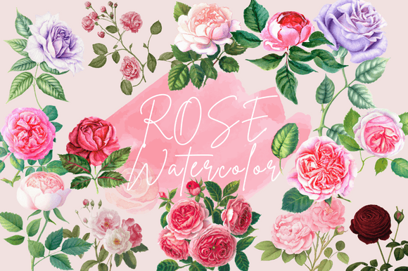 Download Rose Flower Vintage Watercolor Cliparts - Watercolor Collection